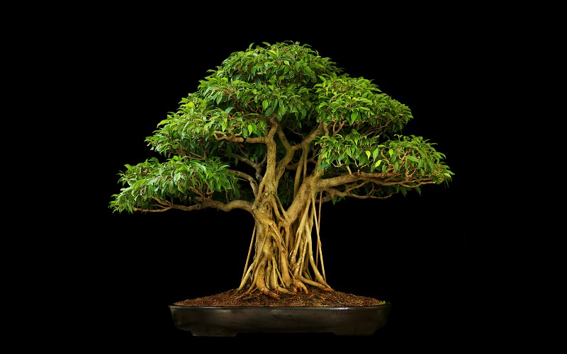 Bonsai - Page 24 Tree-bonsai-tree-black-leaves-wallpaper-153694