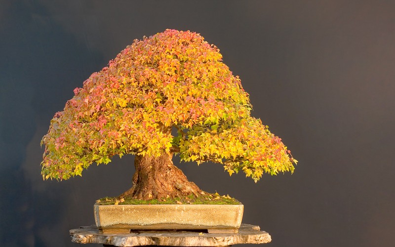 Bonsai - Page 24 Tree-bonsai-tree-leaves-wallpaper-205052