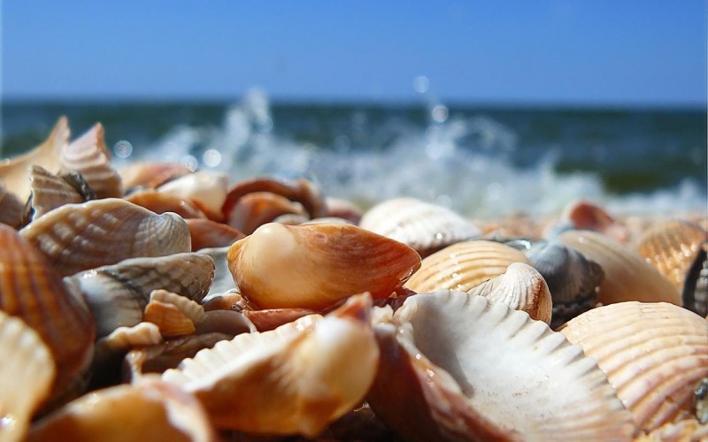 školjke - Page 3 Shells-seashells-wallpaper-444828