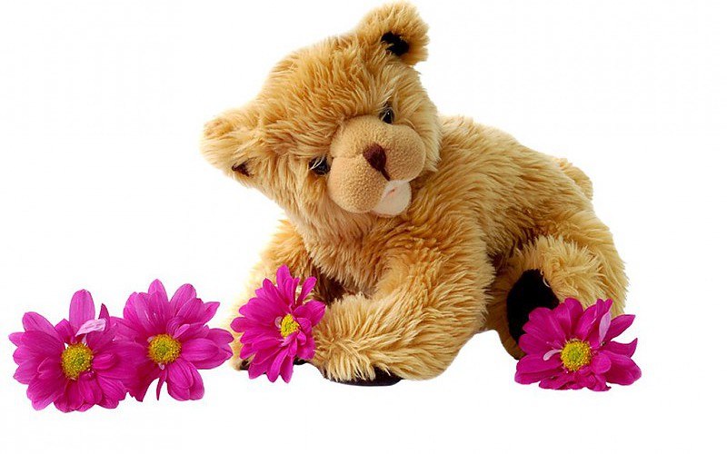 My teddy bear - Page 9 Cute-teddy-bear-lovely-hairy-flower-background-772038