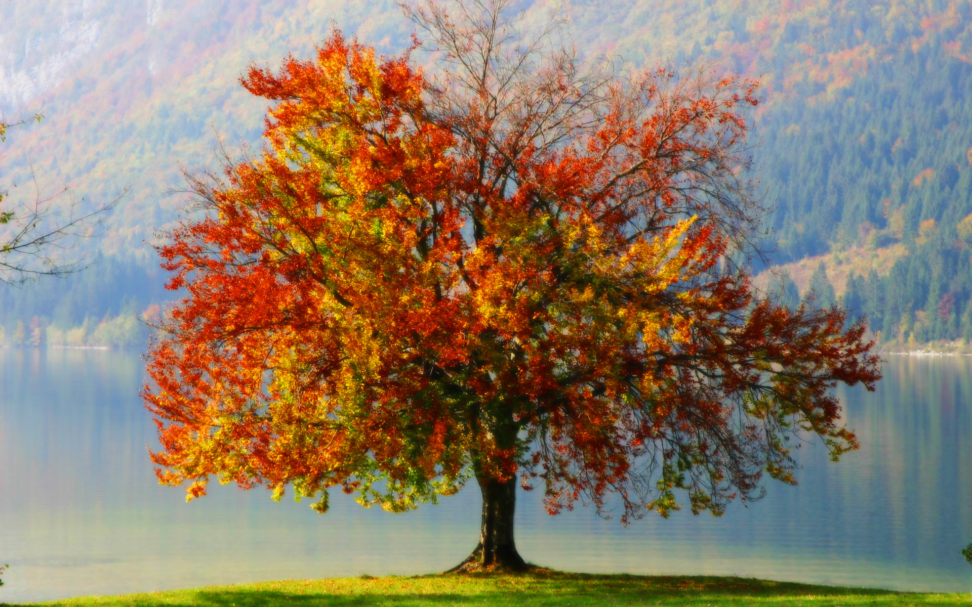  ►►► Bienvenido al OTOÑO del 2015  ►►► - Página 2 Imagenes-homenaje-autumn-wallpaper-tierra-posts-tree-97129