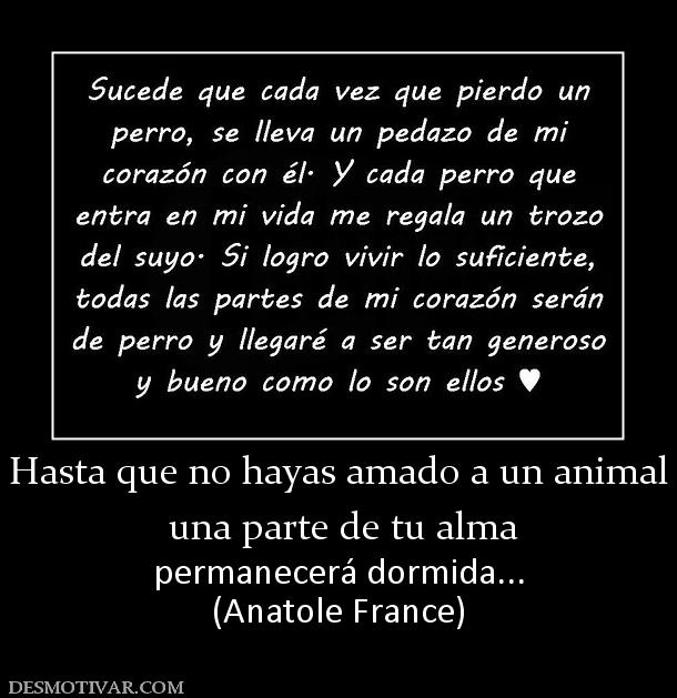 Excalibur asesinado, descansa en paz. - Página 3 38783_hasta_que_no_hayas_amado_a_un_animal__una_parte_de_tu_alma