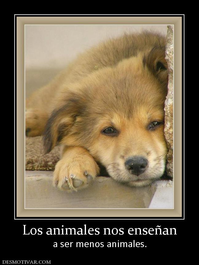 VIEJAS HERIDAS 8271_los_animales_nos_ensenan