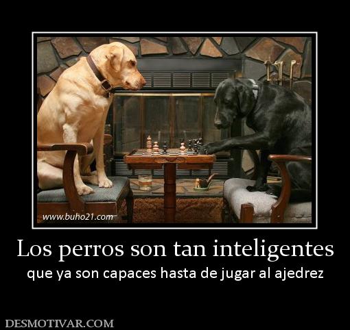  CITAS CELEBRES, DESMOTIVACIONES...... - Página 25 97112_los-perros-son-tan-inteligentes