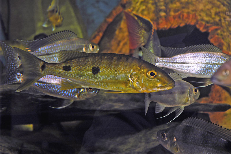 Boulengerochromis Microlepis, el Cíclido Emperador Boulengero-microlepis-b