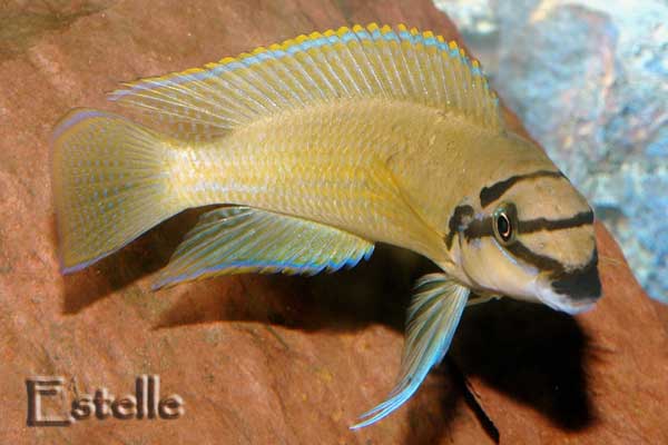 cohabitation espèces poissons tanganyka Chalinochromis-brichardi-1