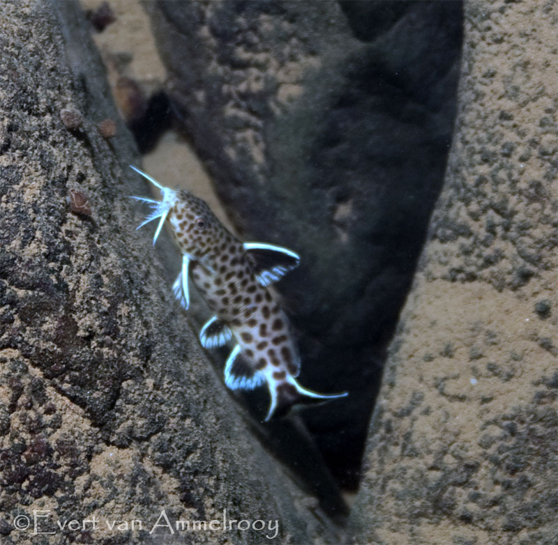 cohabitation espèces poissons tanganyka Synodontis-lucipinnis