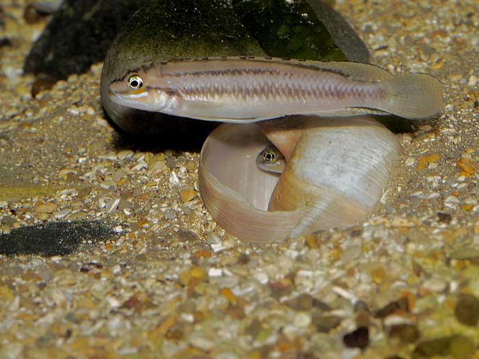 telmatochromis bifrenatus/brichardi... Telmato-bifrenatus-cpl