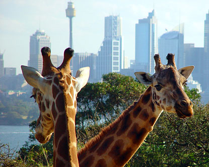 Gyvūnai Australia-taronga-zoo