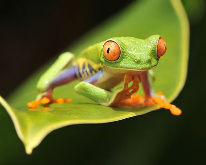 Kedvenc fotóink, háttérképeink Costa-rica-animals