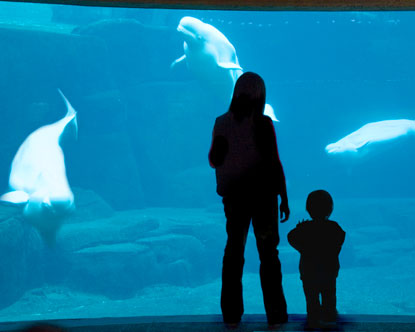 Semaine 1 et 2 - Les 3 étoiles de la semaine (Semaines du 14 et 21 Octobre 2013) Canada-vancouver-aquarium