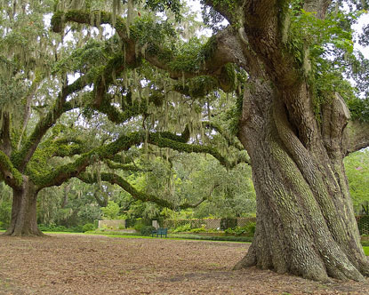 Wschodnie wybrzeże USA - co warto zobaczyc Brookgreen-gardens