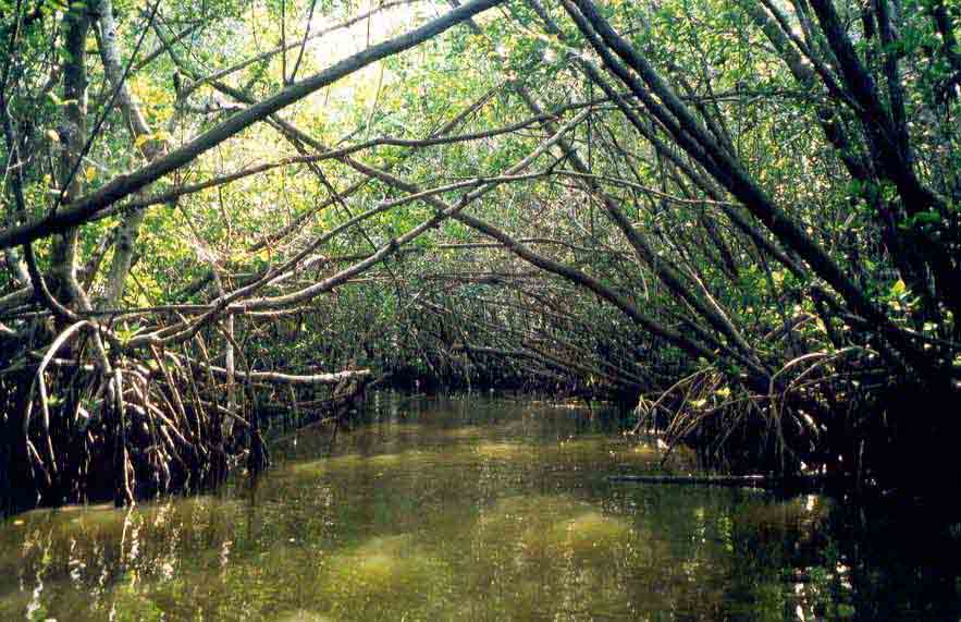 Everglades (Florida) Vs-everglades-mangrove