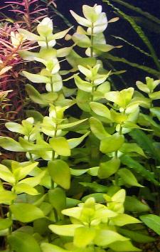 Elodée / bacopa.. quelles différences? Bacopa%20caroliniana