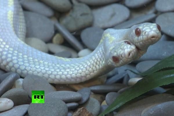 Δείτε ένα σπάνιο δικέφαλο φίδι στον Ζωολογικό Κήπο της Μόσχας! (βίντεο)  Diaforetiko.gr-dikefalo-fidi-600x403