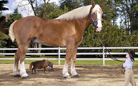 SISI, SOY YO - Página 3 Caballo-enano