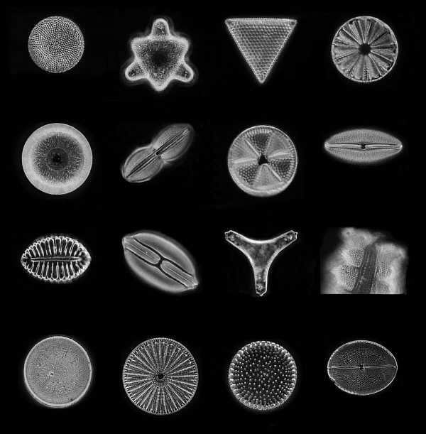 ما وراء البحار Diatoms