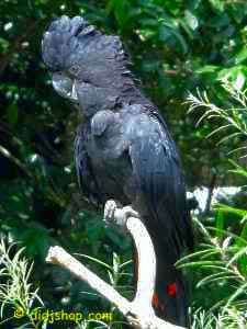 ( طائر الكوكاتو الاسود )   Black_cockatoo01