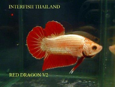 Betta rồng" – Thời của những con betta lấp lánh! DragonOrigin4