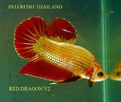 Betta rồng" – Thời của những con betta lấp lánh! DragonOrigin5