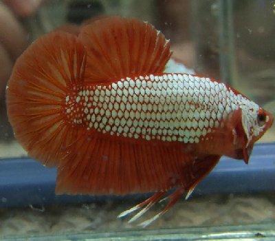 Betta rồng" – Thời của những con betta lấp lánh! Dragons-OrangeDragon