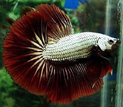 Betta rồng" – Thời của những con betta lấp lánh! Dragons-Reddragon