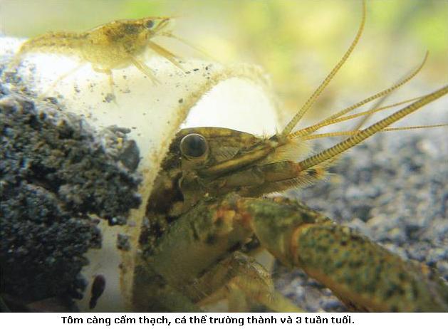 Tôm càng cảm thạch Marbledcrayfish2