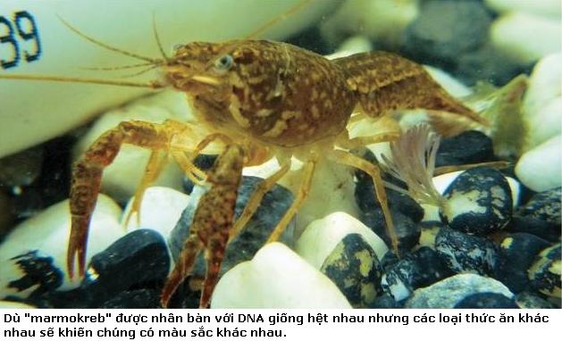 Tôm càng cảm thạch Marbledcrayfish6