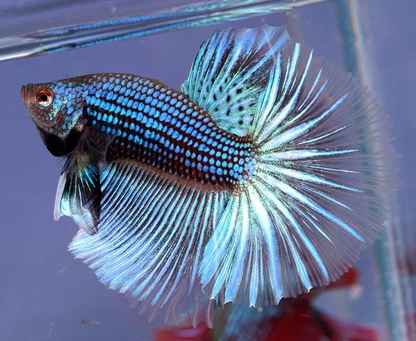 Cá Betta niềm vui mới của ta!!! Dragonbetta103