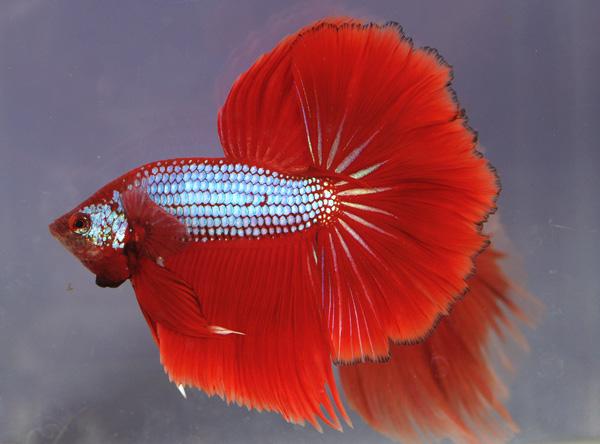 Cá Betta niềm vui mới của ta!!! Dragonbetta104