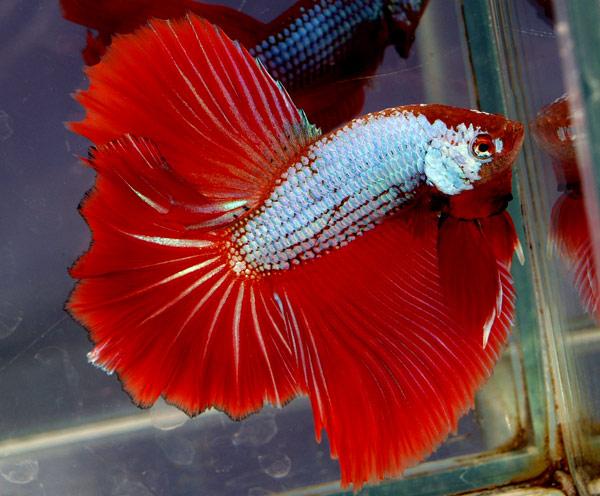 Cá Betta niềm vui mới của ta!!! Dragonbetta105