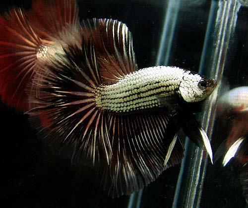 Cá Betta niềm vui mới của ta!!! Dragonbetta113