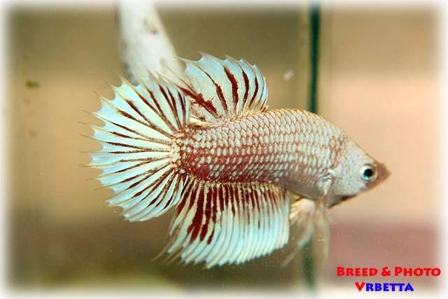 Cá Betta niềm vui mới của ta!!! Dragonbetta201