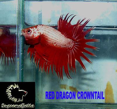 Cá Betta niềm vui mới của ta!!! Dragonbetta204