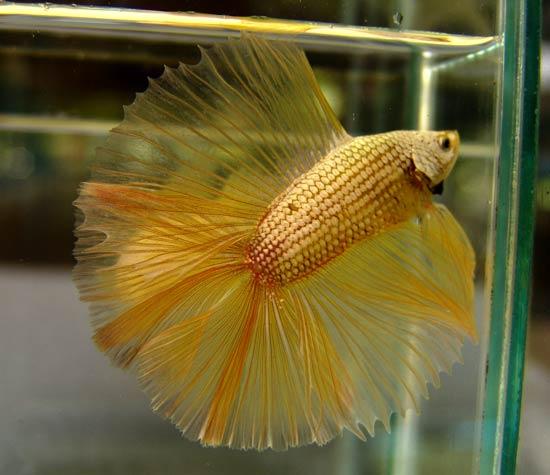 Cá Betta niềm vui mới của ta!!! Dragonbetta208