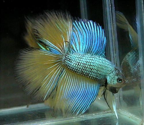 Cá Betta niềm vui mới của ta!!! Dragonbetta210