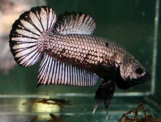 Cá Betta niềm vui mới của ta!!! Dragonbetta301