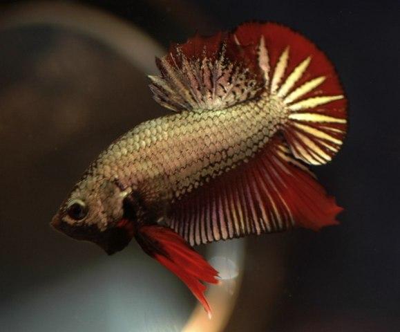 Cá Betta niềm vui mới của ta!!! Dragonbetta307