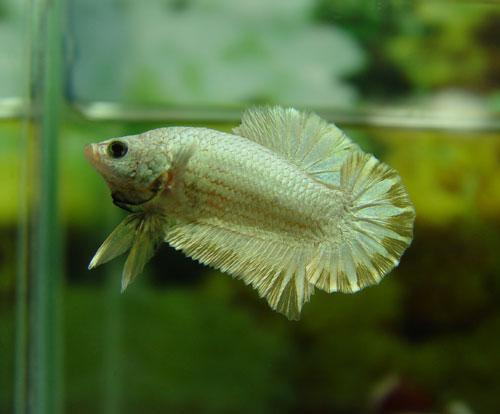 Cá Betta niềm vui mới của ta!!! Dragonbetta316