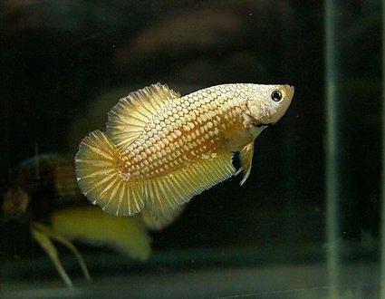 Cá Betta niềm vui mới của ta!!! Dragonbetta317