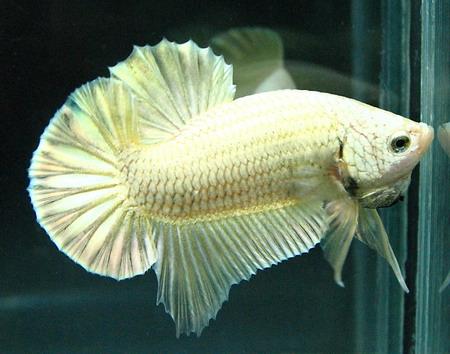 Cá Betta niềm vui mới của ta!!! Dragonbetta320