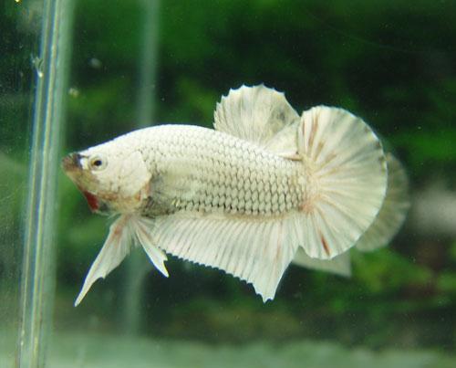 Cá Betta niềm vui mới của ta!!! Dragonbetta321