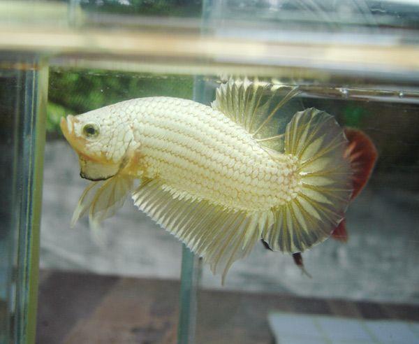 Cá Betta niềm vui mới của ta!!! Dragonbetta324