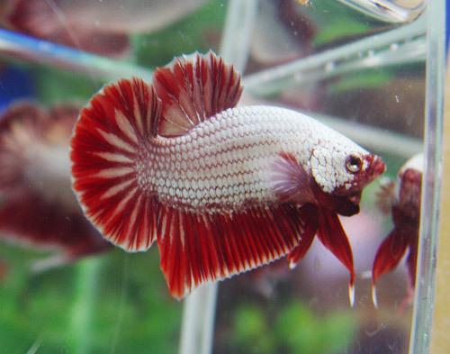 Cá Betta niềm vui mới của ta!!! Dragonbetta325