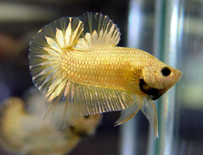 Cá Betta niềm vui mới của ta!!! Dragonbetta326