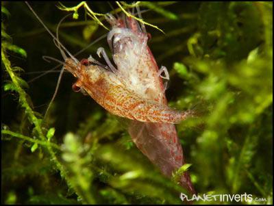 Sinh sản ở tép nước ngọt Shrimp_reproduction06