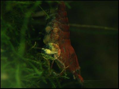 Sinh sản ở tép nước ngọt Shrimp_reproduction12