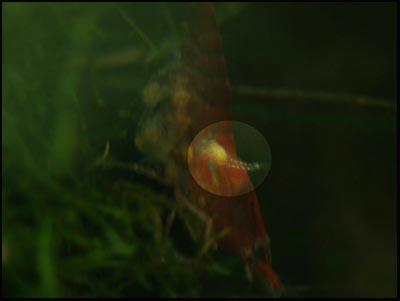 Sinh sản ở tép nước ngọt Shrimp_reproduction13