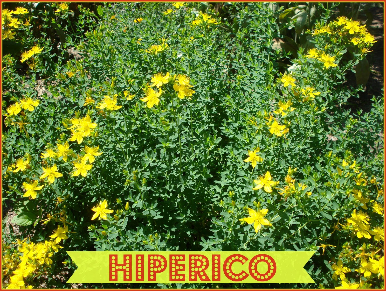 Hierbas medicinales para dejar de fumar. Hip%C3%A9rico-hypericum-perforatum