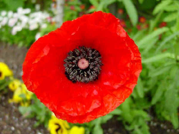 In Memoriam to the Fallen.. Poppy.1